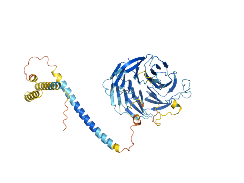 AlphaFold predicted structure of PAC1