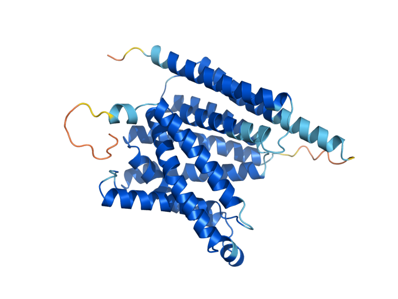 AlphaFold predicted structure of VRG4