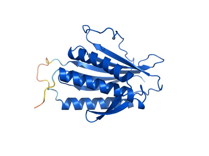 AlphaFold predicted structure of MAD2