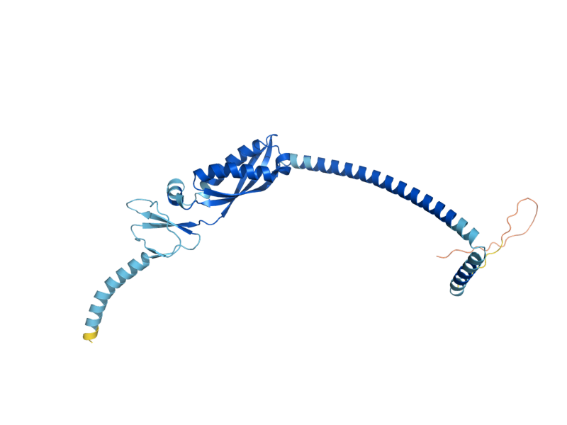 AlphaFold predicted structure of PHB1