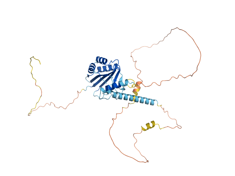 AlphaFold predicted structure of MAF1