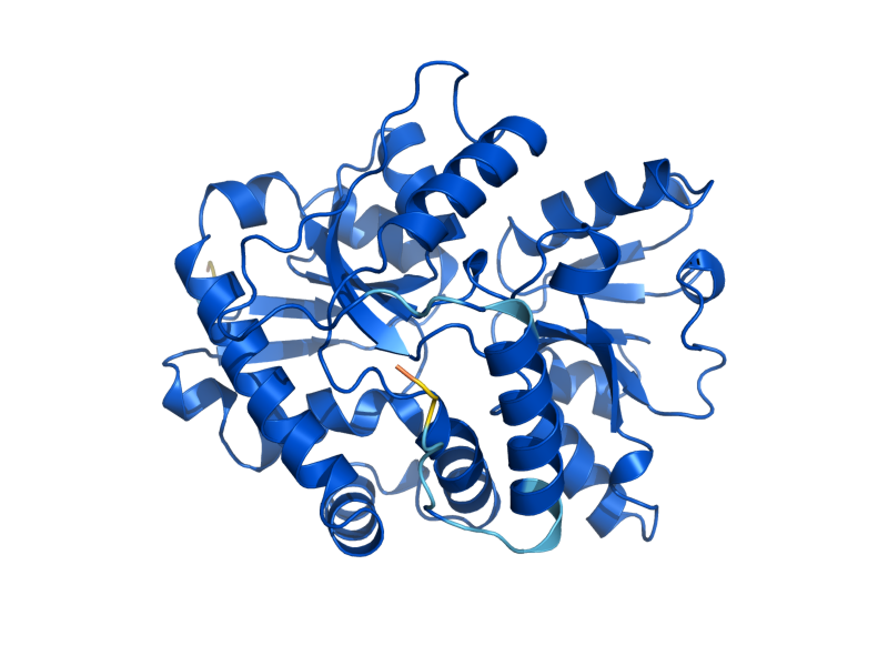 AlphaFold predicted structure of THI5