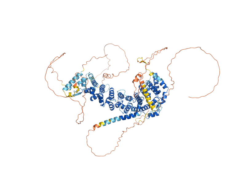 AlphaFold predicted structure of SAP155