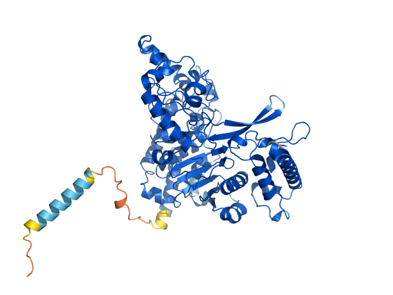 AlphaFold predicted structure of MNN5