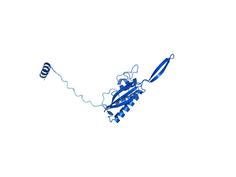AlphaFold predicted structure of RPL17B