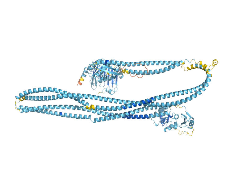 AlphaFold predicted structure of SMC3