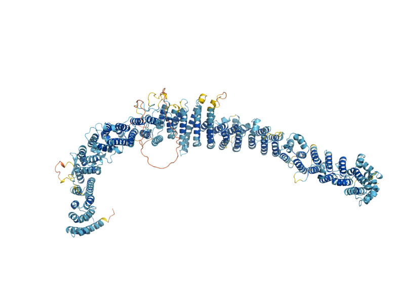 AlphaFold predicted structure of MON2