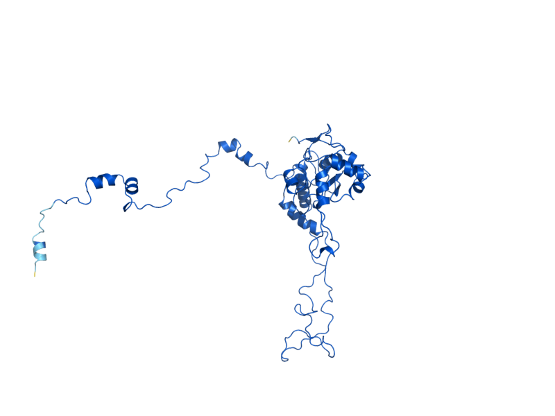 AlphaFold predicted structure of RPL4B