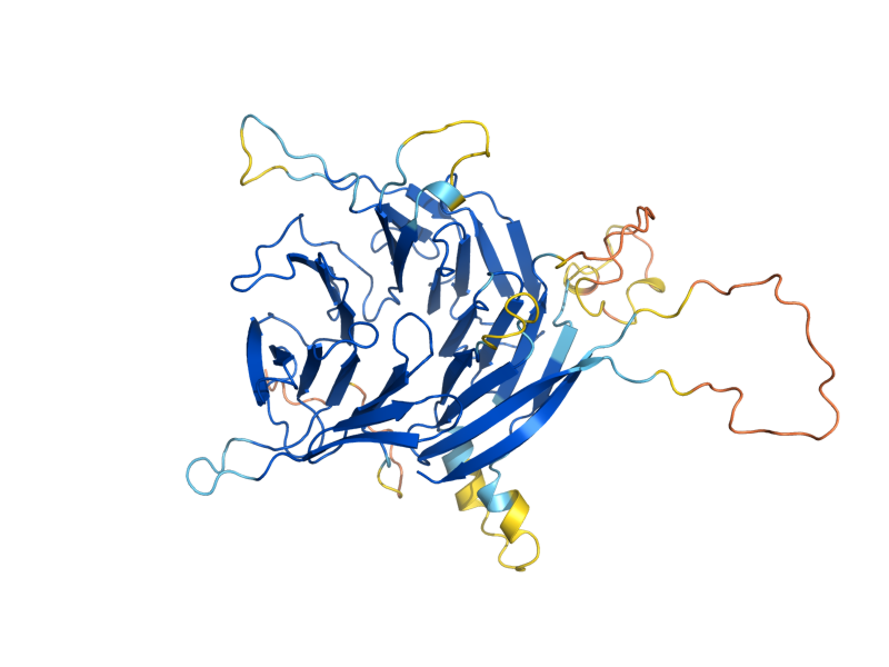 AlphaFold predicted structure of HSV2