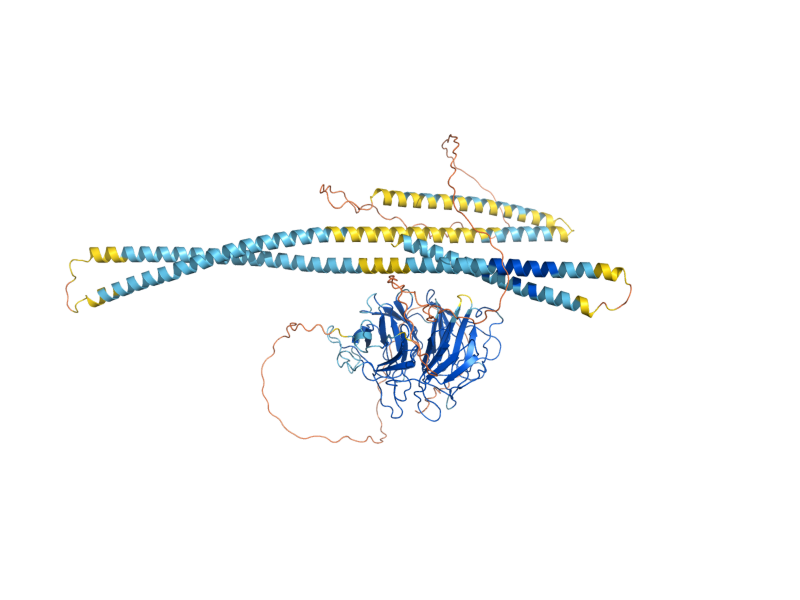 AlphaFold predicted structure of KEL2