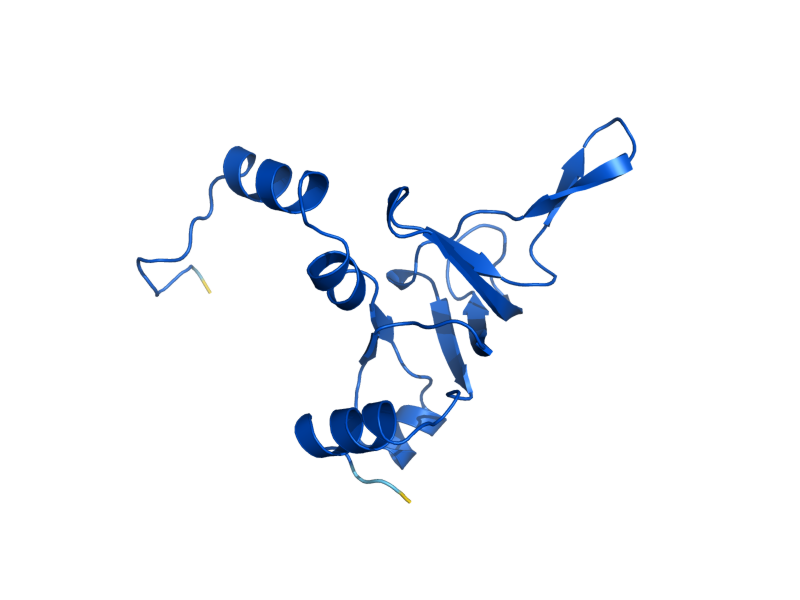 AlphaFold predicted structure of RPL26B