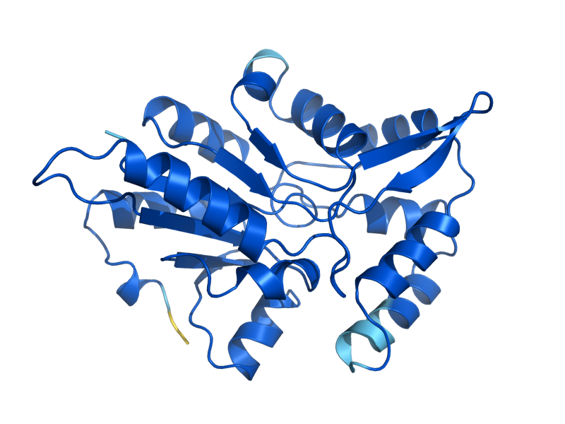 AlphaFold predicted structure of PYP1