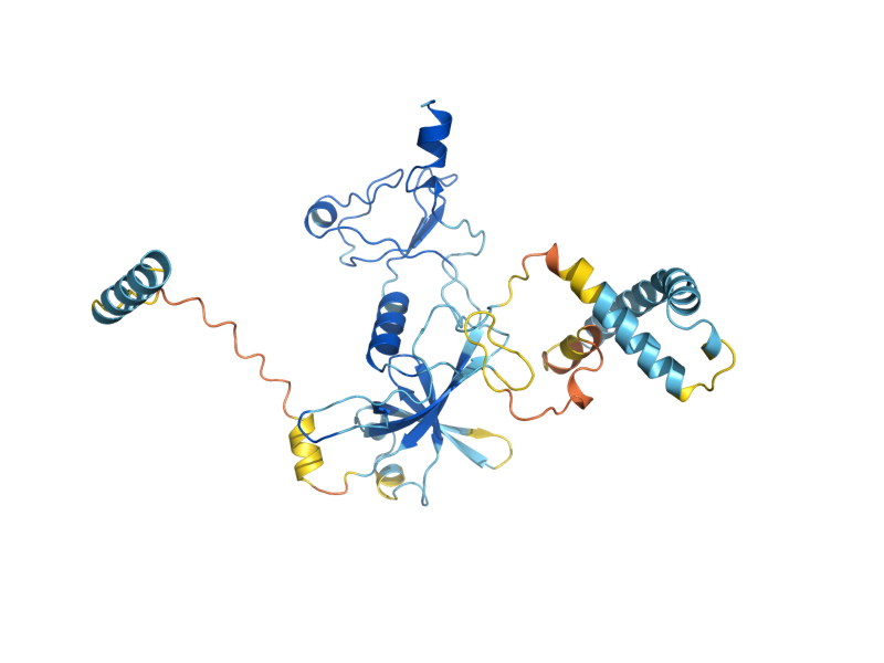 AlphaFold predicted structure of MRP51