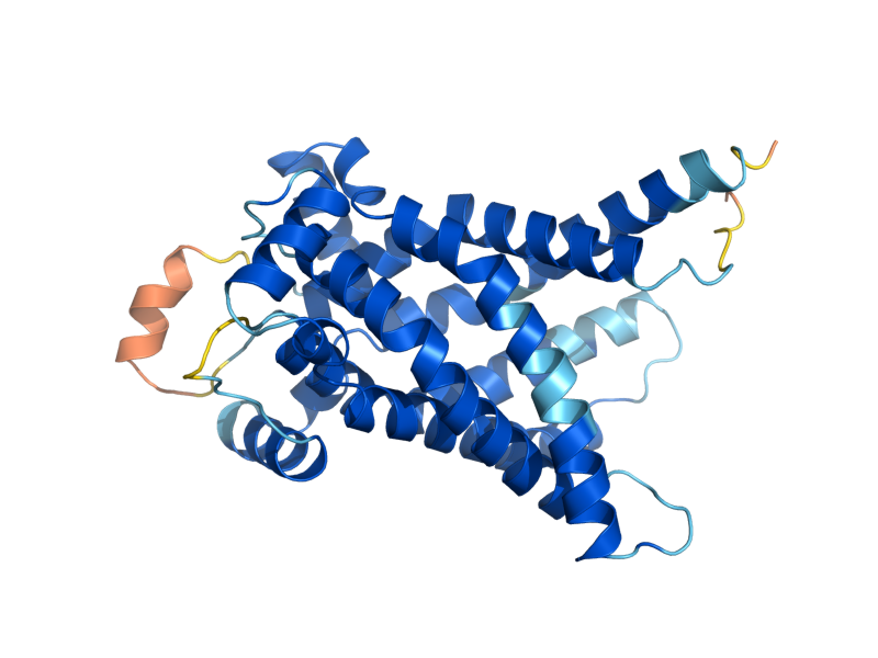 AlphaFold predicted structure of ODC1