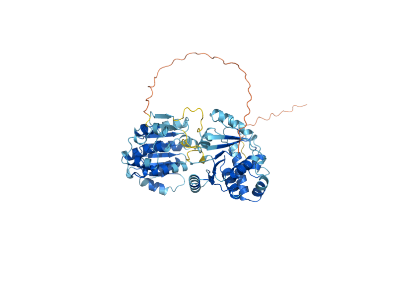 AlphaFold predicted structure of HAS1