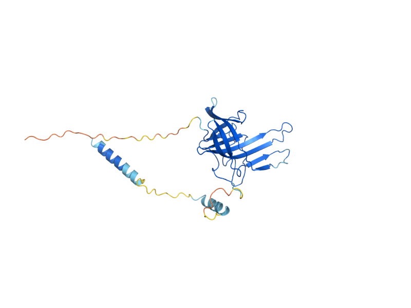 AlphaFold predicted structure of ROT1