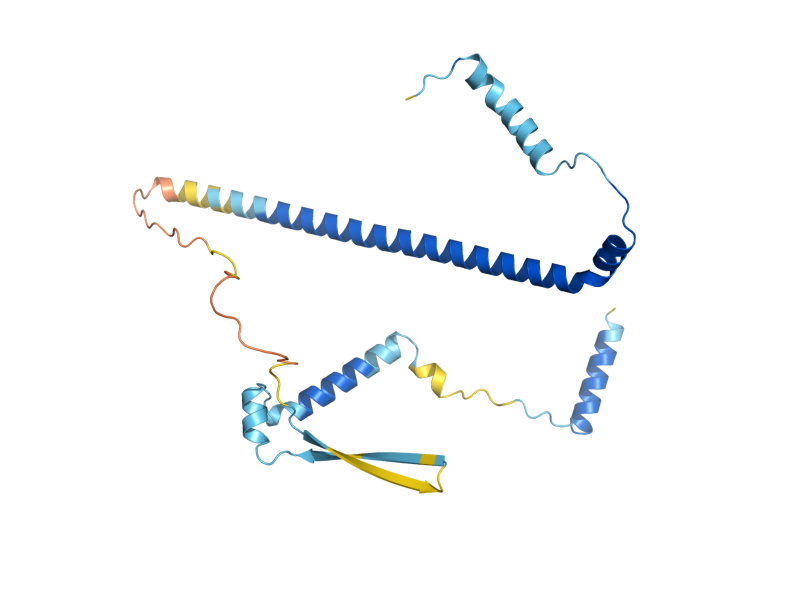 AlphaFold predicted structure of RRP17