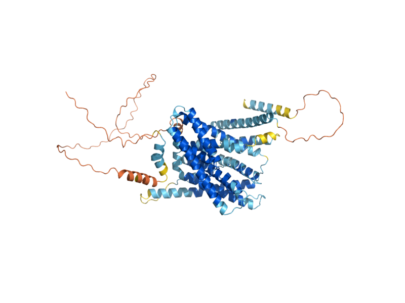AlphaFold predicted structure of NHX1