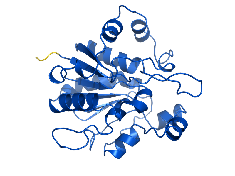 AlphaFold predicted structure of HSP31