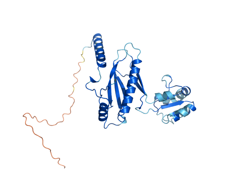 AlphaFold predicted structure of MRPL1
