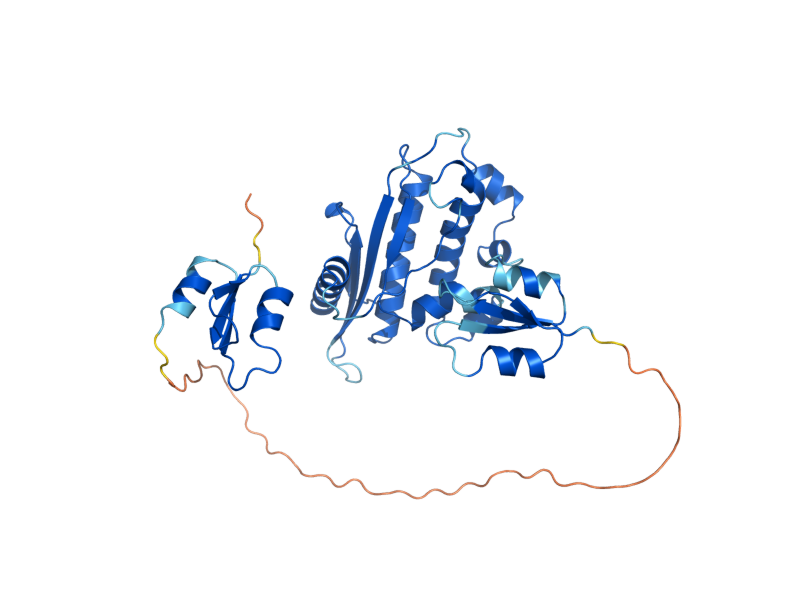 AlphaFold predicted structure of RNH1