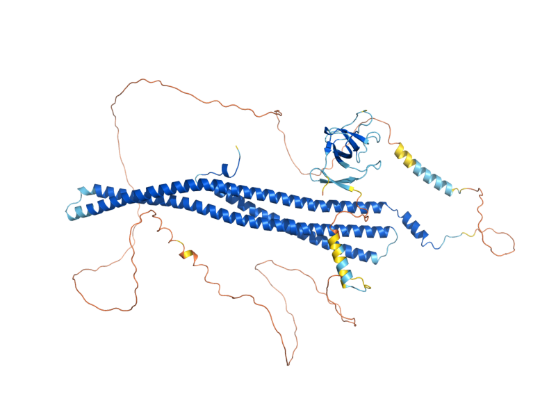 AlphaFold predicted structure of HOF1