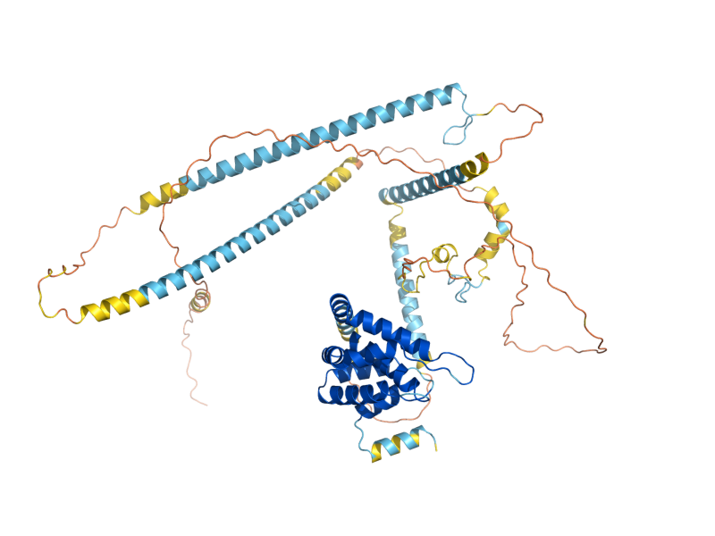 AlphaFold predicted structure of ENT2