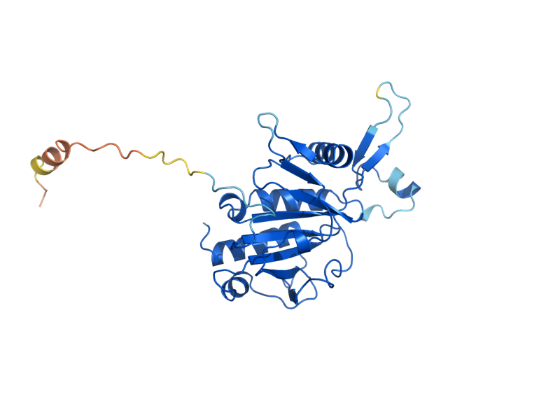 AlphaFold predicted structure of EMG1