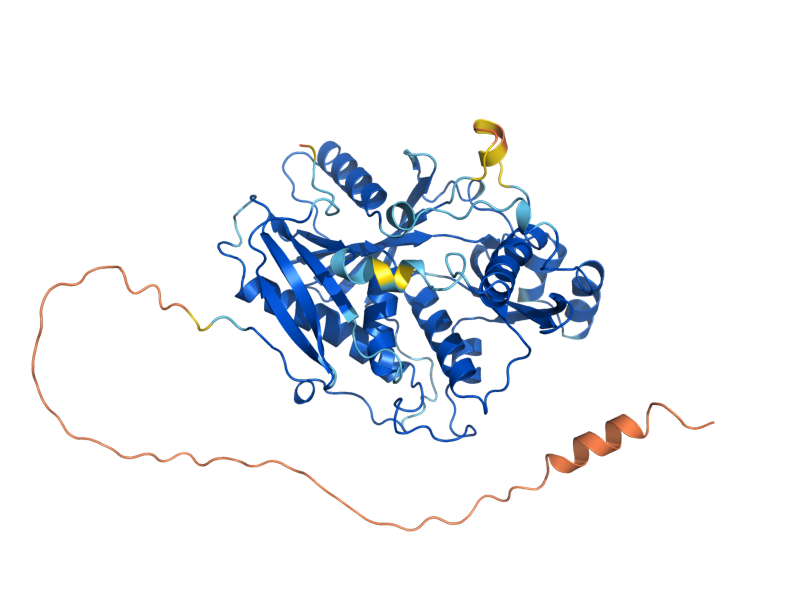 AlphaFold predicted structure of DXO1