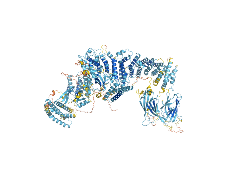 AlphaFold predicted structure of DCK1