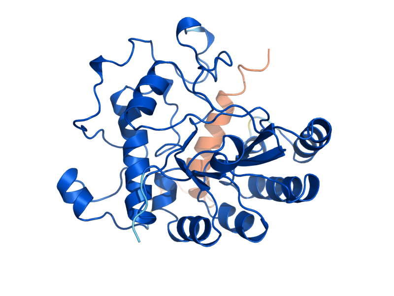 AlphaFold predicted structure of CDA1