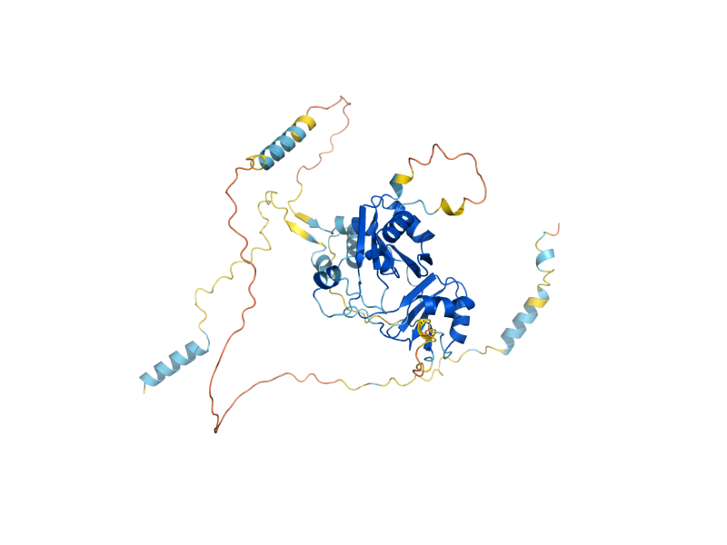 AlphaFold predicted structure of NOP12