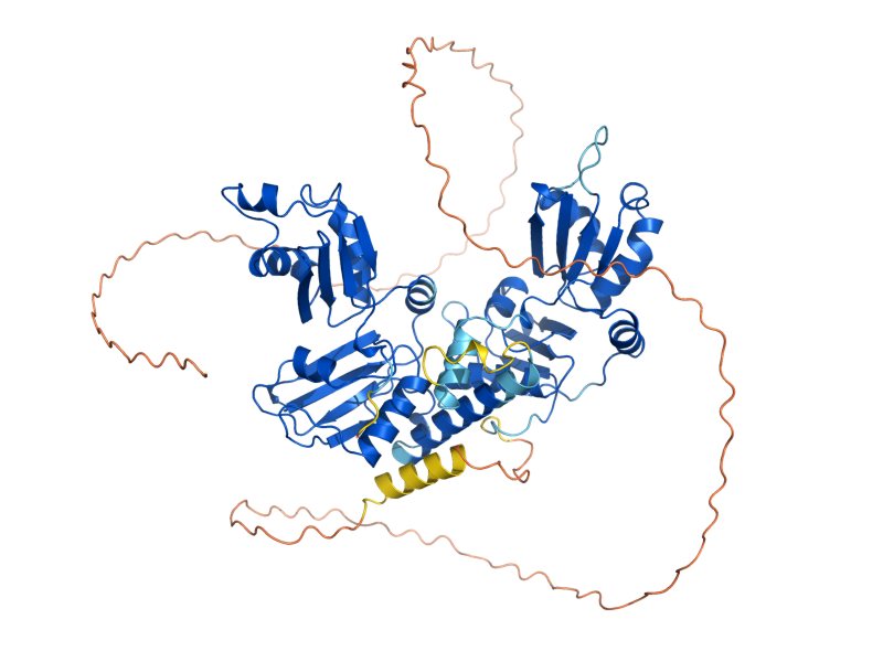 AlphaFold predicted structure of MRN1