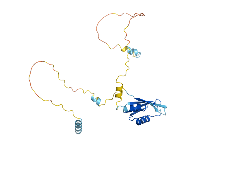 AlphaFold predicted structure of YRA1