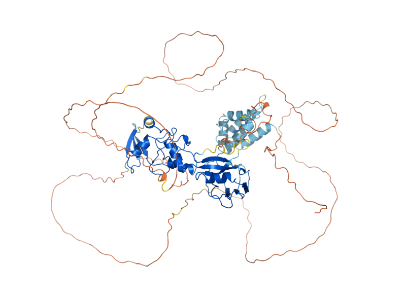 AlphaFold predicted structure of NFI1