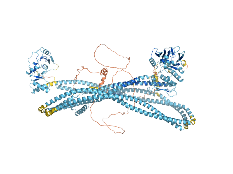 AlphaFold predicted structure of SMC4