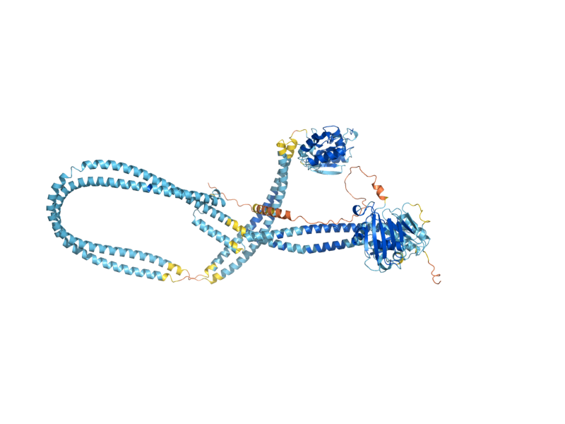AlphaFold predicted structure of SMC6