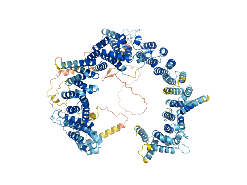 AlphaFold predicted structure of RRP12