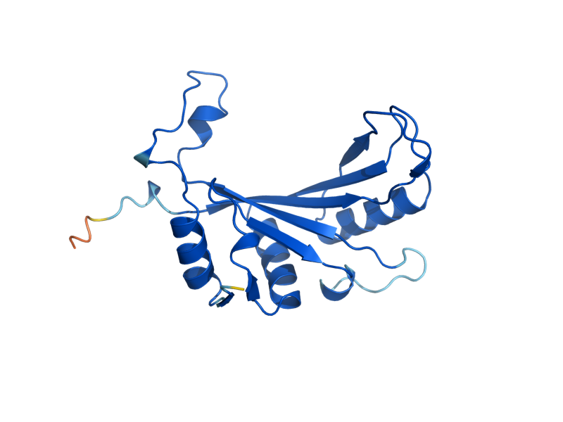 AlphaFold predicted structure of RPL11B